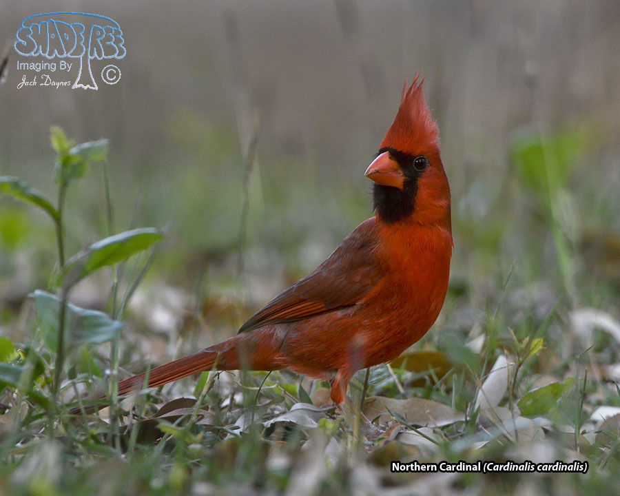 Northern Cardinal - Cardinalis cardinalis