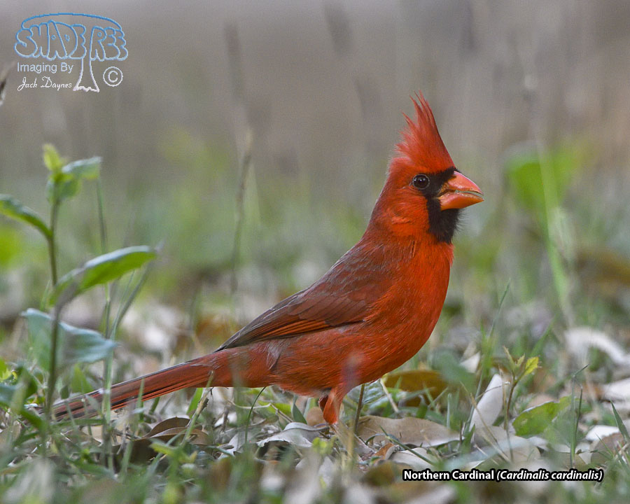 Northern Cardinal - Cardinalis cardinalis