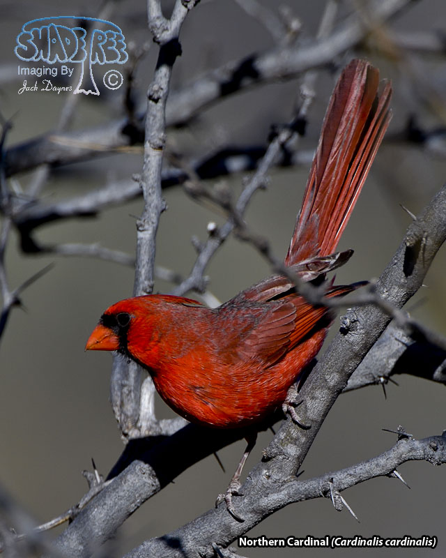 Northern Cardinal - Cardinalis cardinalis
