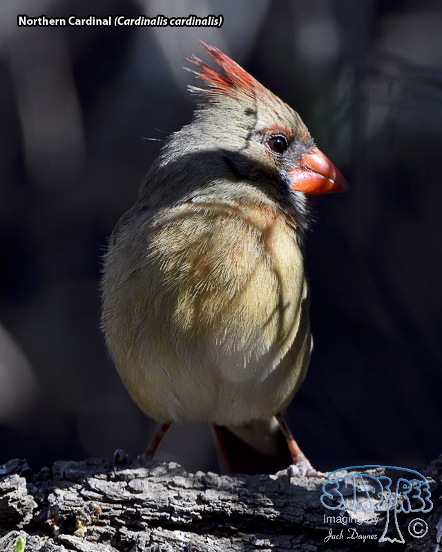 Northern Cardinal - Cardinalis cardinalis