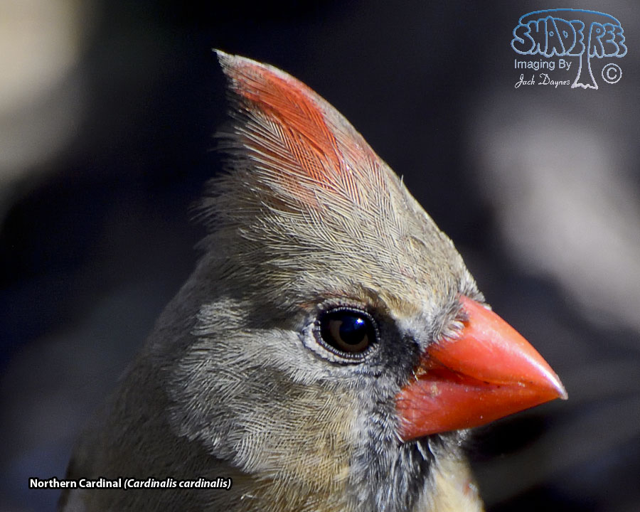 Northern Cardinal - Cardinalis cardinalis