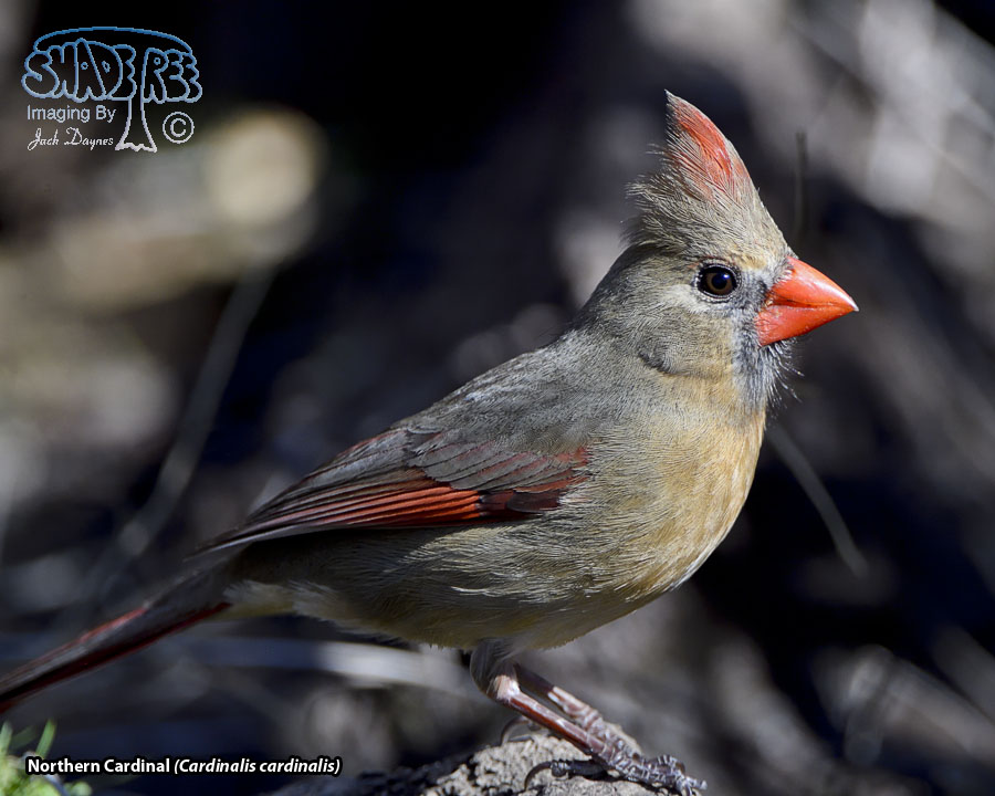 Northern Cardinal - Cardinalis cardinalis