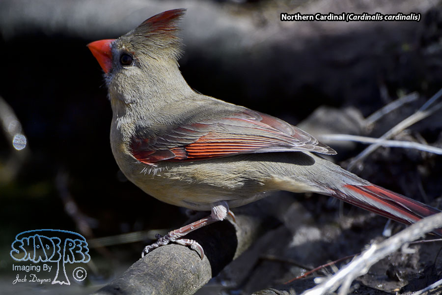 Northern Cardinal - Cardinalis cardinalis