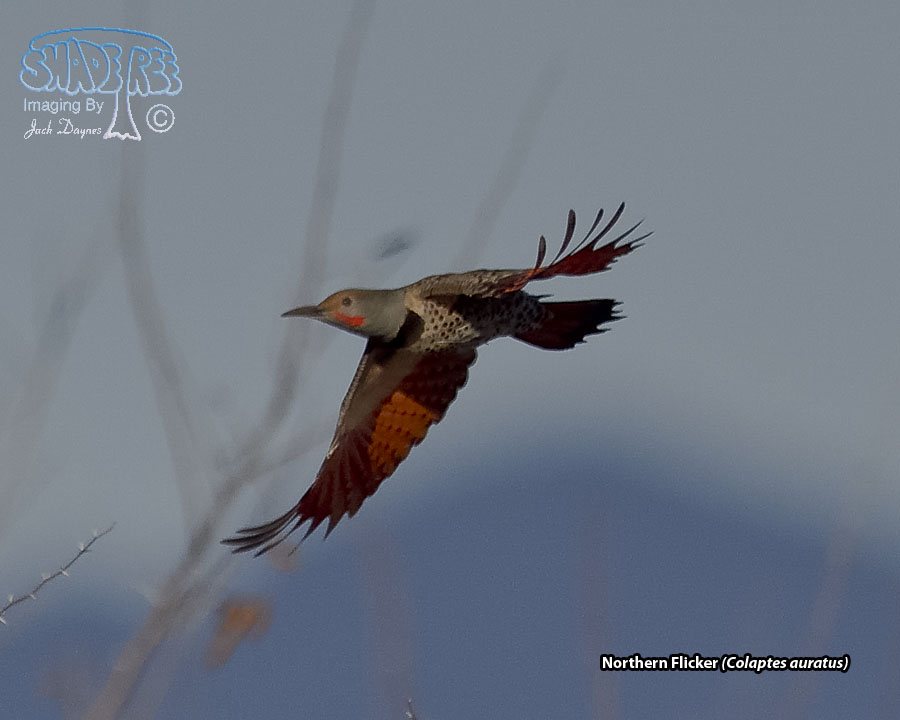 Northern Flicker - Colaptes auratus