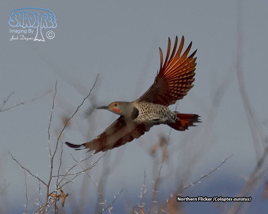 Northern Flicker - Colaptes auratus