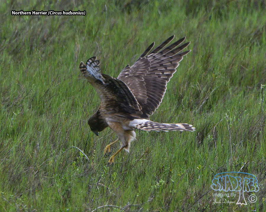 Northern Harrier - Circus hudsonius