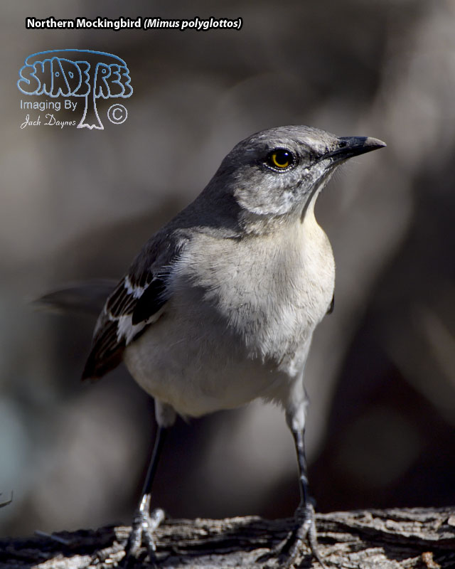 Northern Mockingbird - Mimus polyglottos