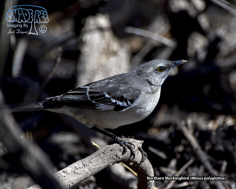 Northern Mockingbird - Mimus polyglottos