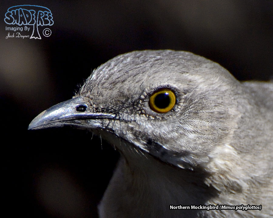 Northern Mockingbird - Mimus polyglottos