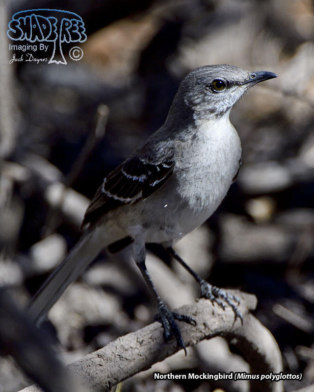 Northern Mockingbird - Mimus polyglottos