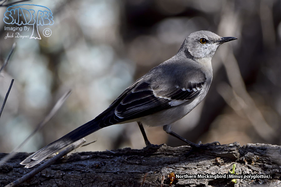 Northern Mockingbird - Mimus polyglottos