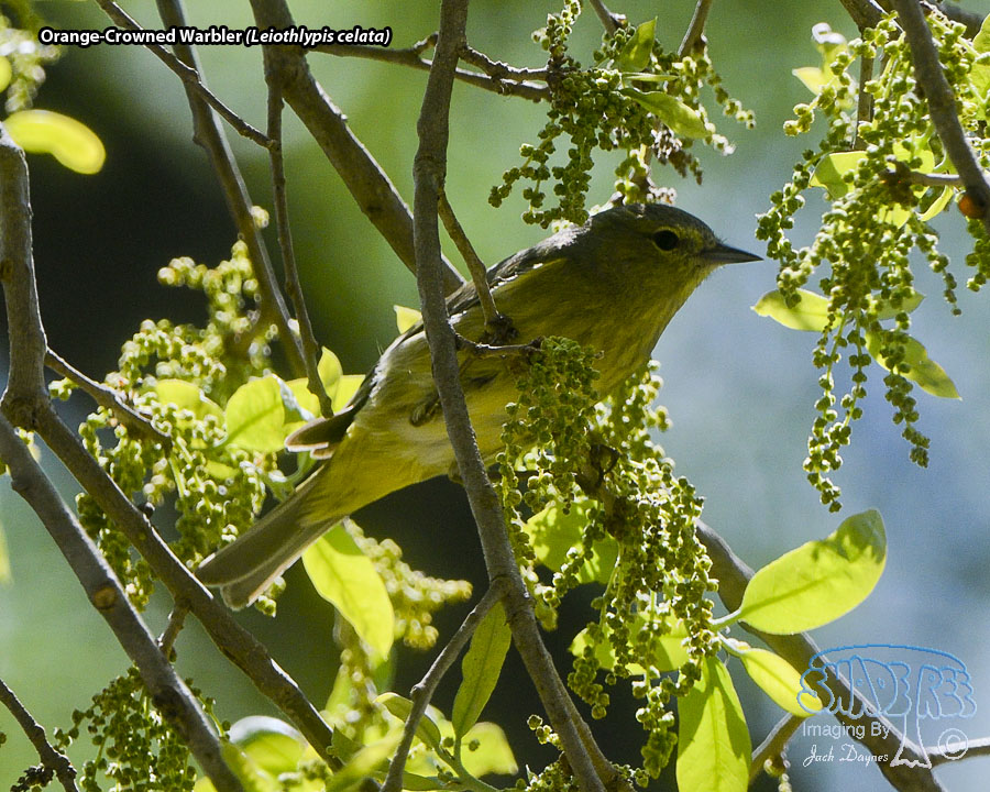 Orange-Crowned Warbler - Leiothlypis celata