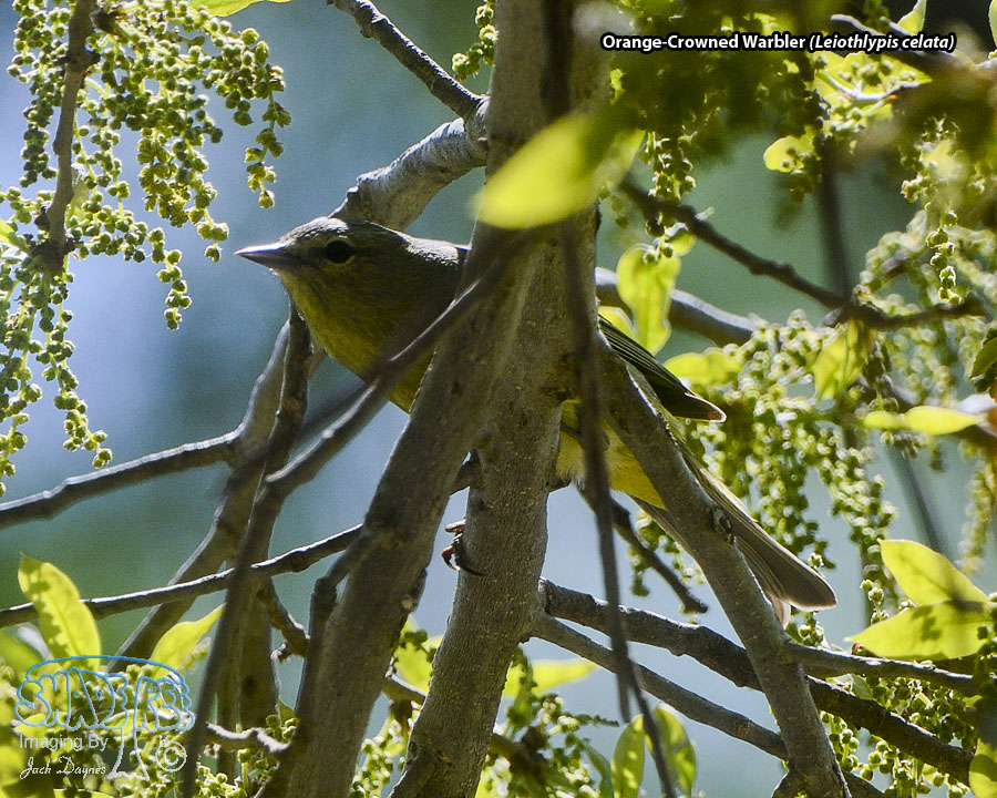 Orange-Crowned Warbler - Leiothlypis celata