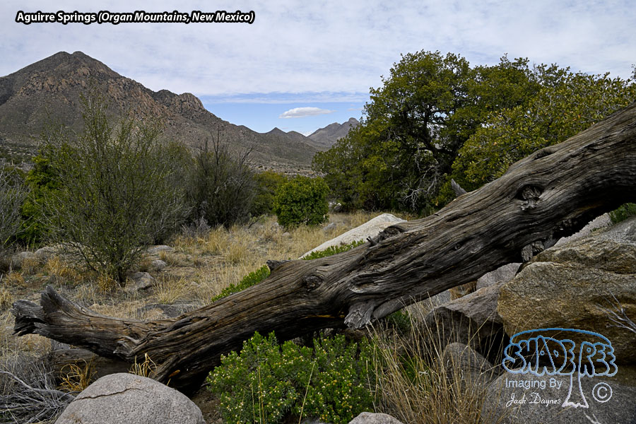 Aguirre Springs Scenery - Scenery