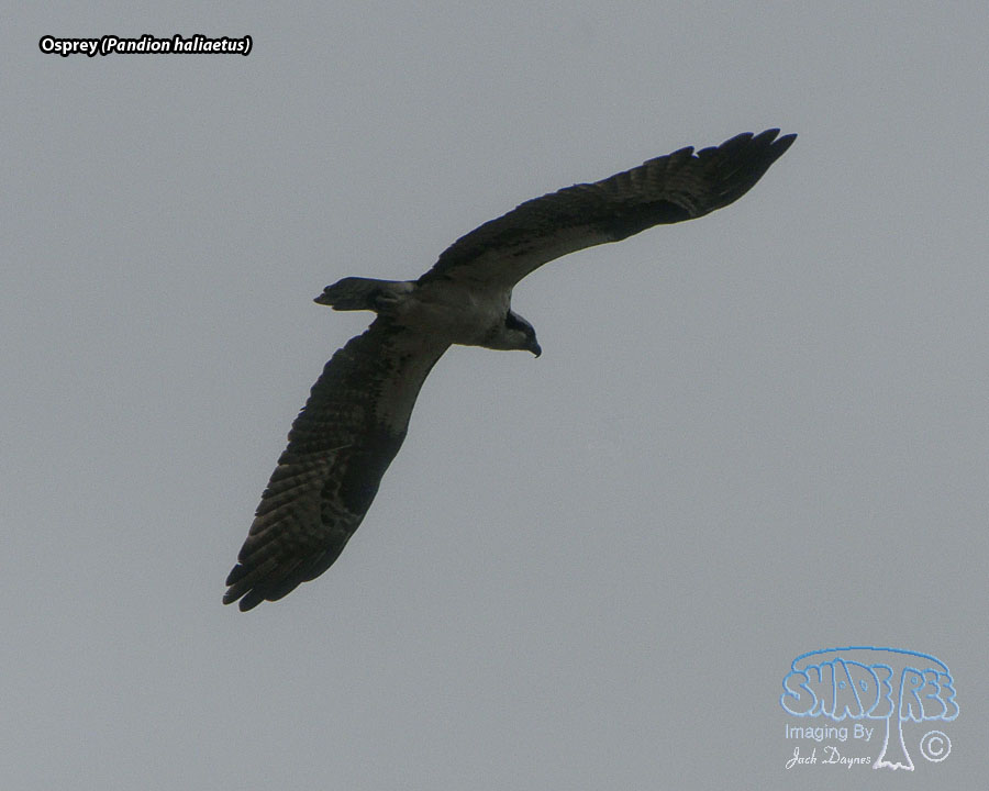 Osprey - Pandion haliaetus