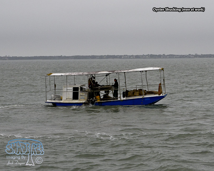 Oyster Shucking - Scenery