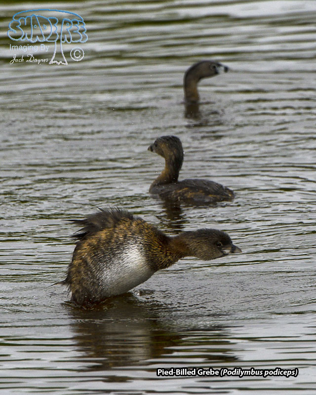 Pied-Billed Grebe - Podilymbus podiceps