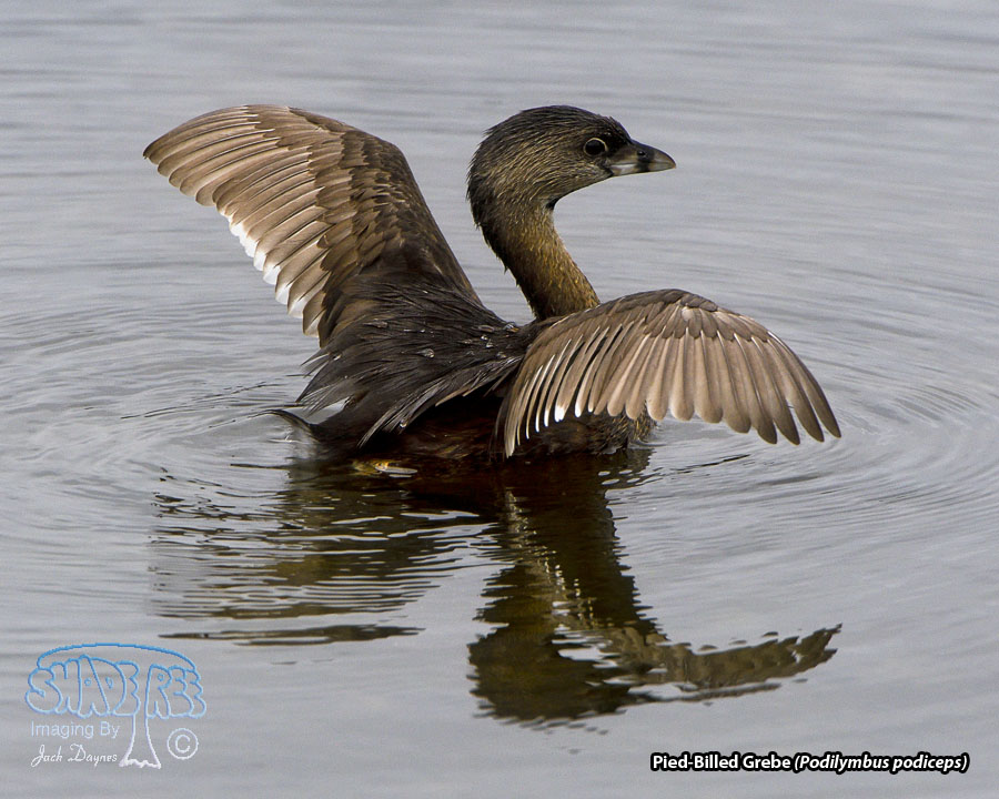 Pied-Billed Grebe - Podilymbus podiceps