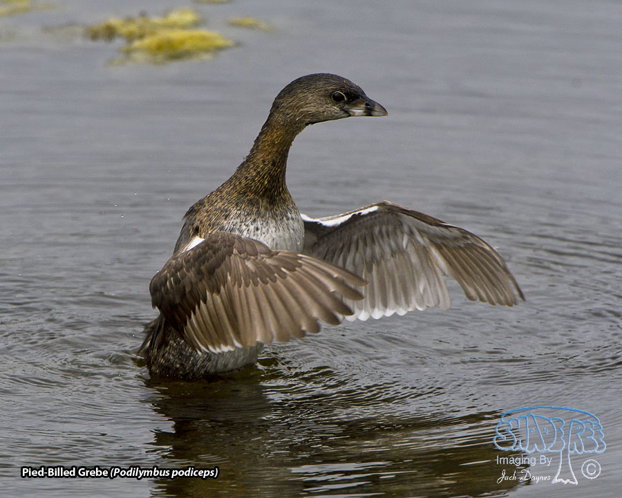 Pied-Billed Grebe - Podilymbus podiceps