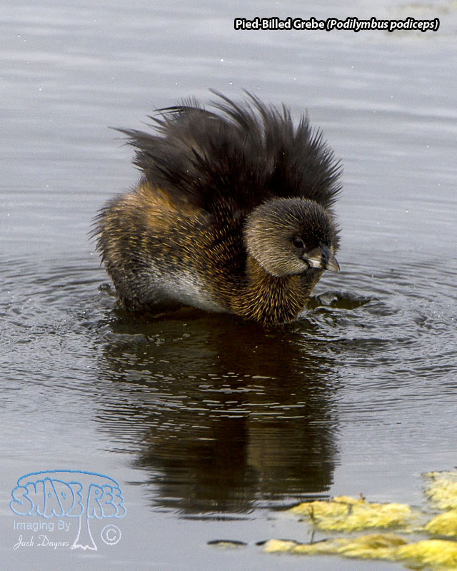 Pied-Billed Grebe - Podilymbus podiceps