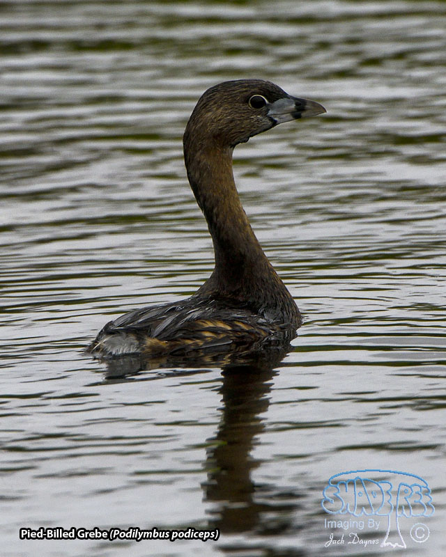 Pied-Billed Grebe - Podilymbus podiceps