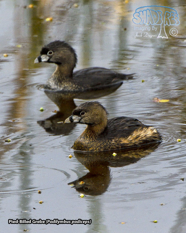 Pied-Billed Grebe - Podilymbus podiceps