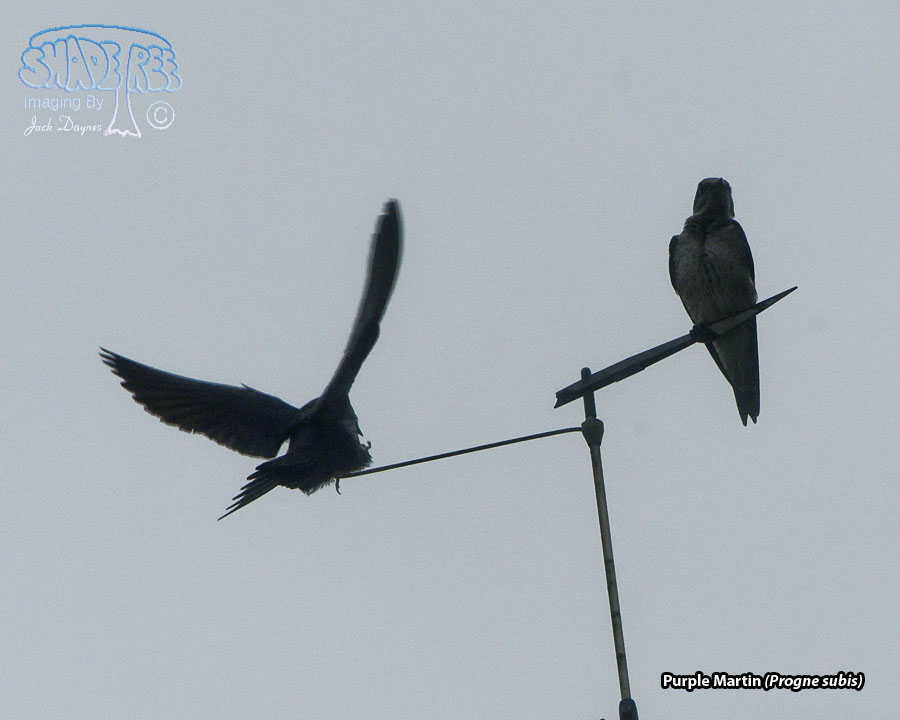 Purple Martin - Progne subis