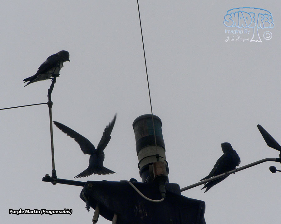 Purple Martin - Progne subis