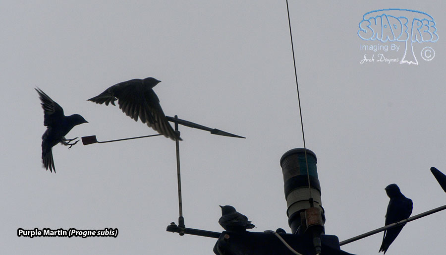 Purple Martin - Progne subis