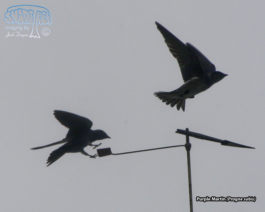 Purple Martin - Progne subis
