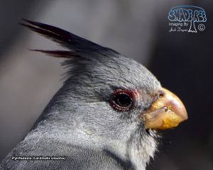 2020-03-07: Bird Adventures In Big Bend