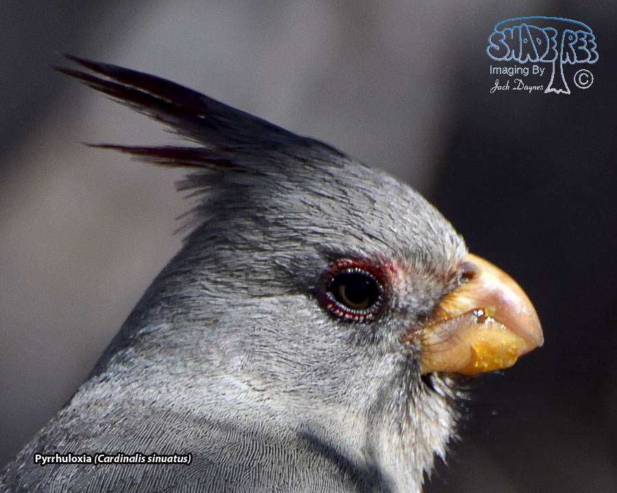 Pyrrhuloxia - Cardinalis sinuatus