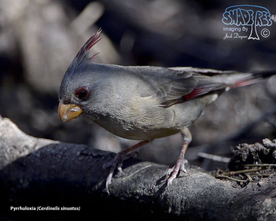 Pyrrhuloxia - Cardinalis sinuatus