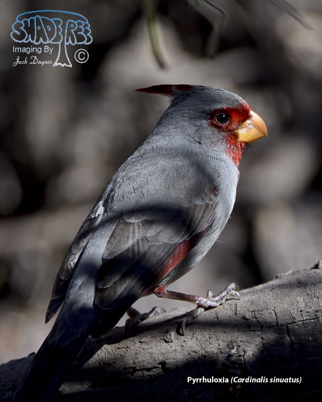 Pyrrhuloxia - Cardinalis sinuatus
