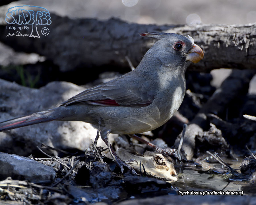 Pyrrhuloxia - Cardinalis sinuatus