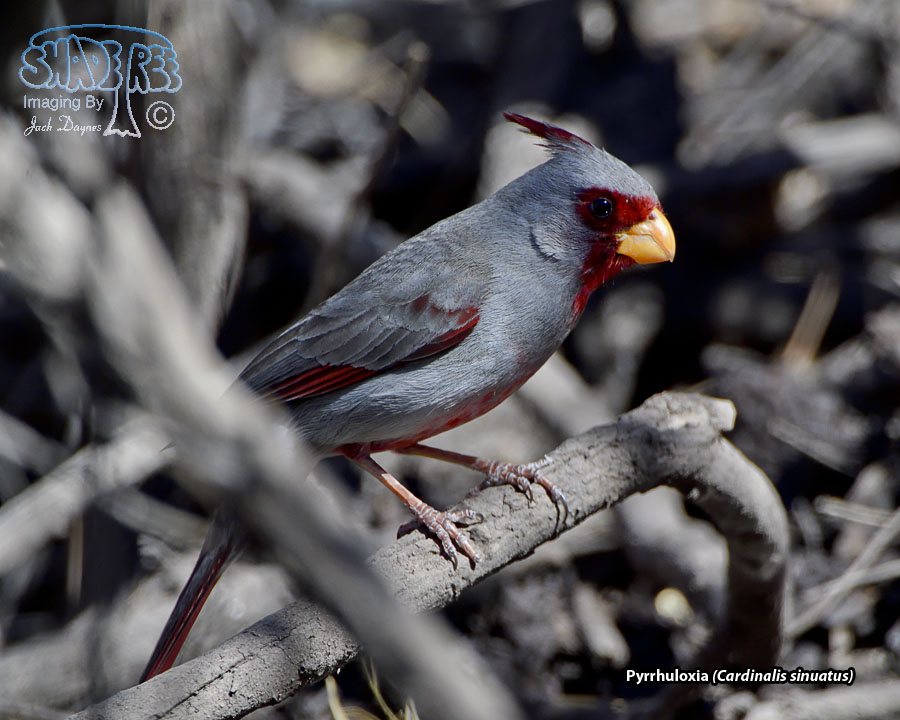Pyrrhuloxia - Cardinalis sinuatus