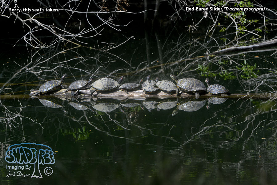 Red-Eared Slider - Trachemys scripta
