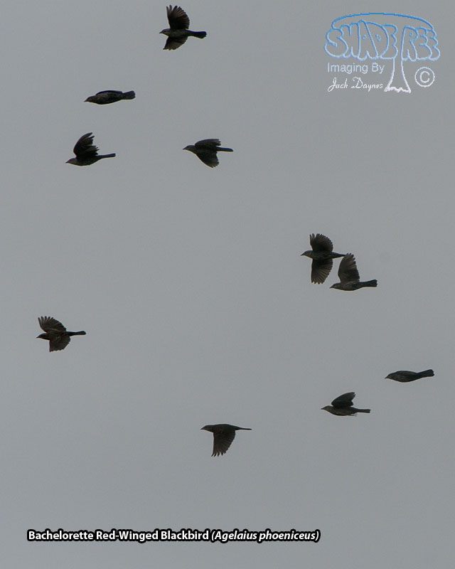 Red-Winged Blackbird - Agelaius phoeniceus