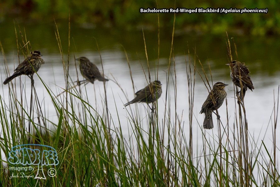 Red-Winged Blackbird - Agelaius phoeniceus