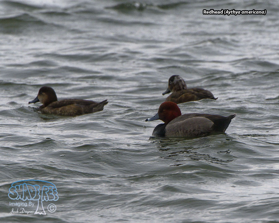 Redhead - Aythya americana