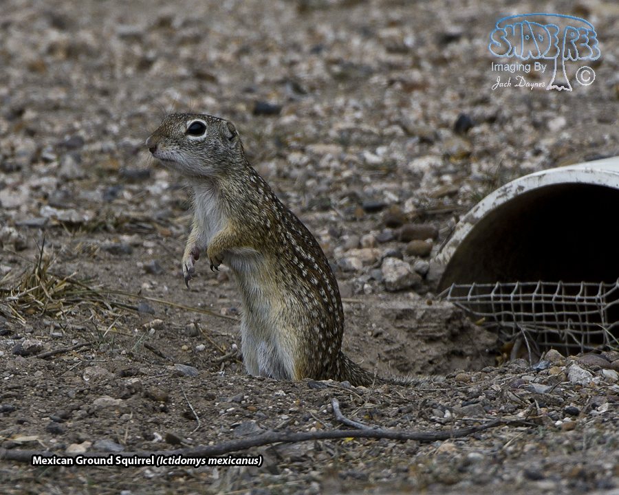 Rio Grande Ground Squirrel - Ictidomys parvidens