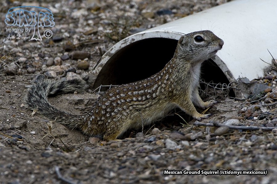Rio Grande Ground Squirrel - Ictidomys parvidens