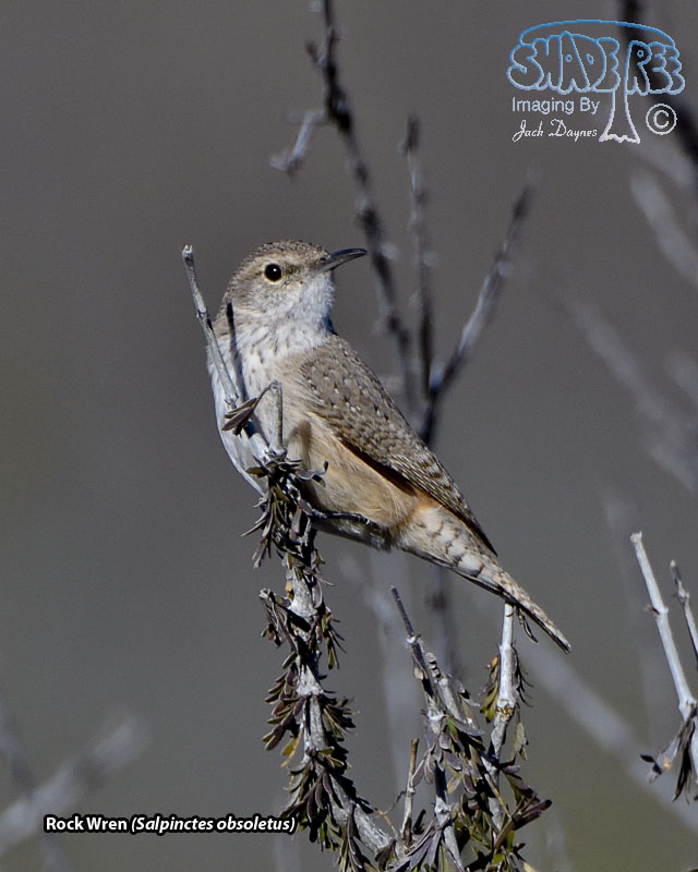 Rock Wren - Salpinctes obsoletus