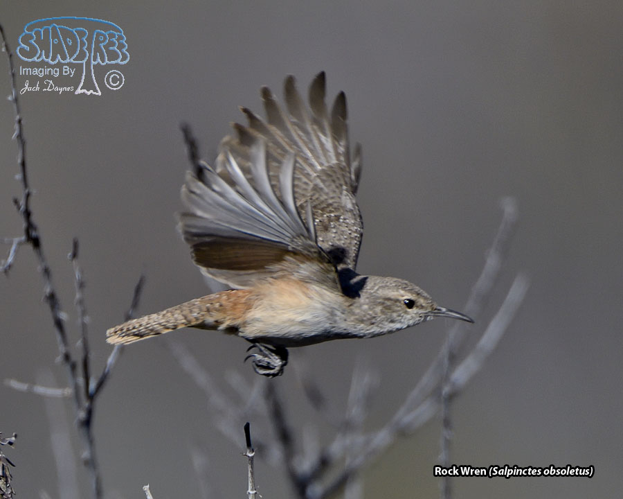 Rock Wren - Salpinctes obsoletus
