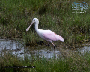 2020-03-15 My First Day At Aransas NWR