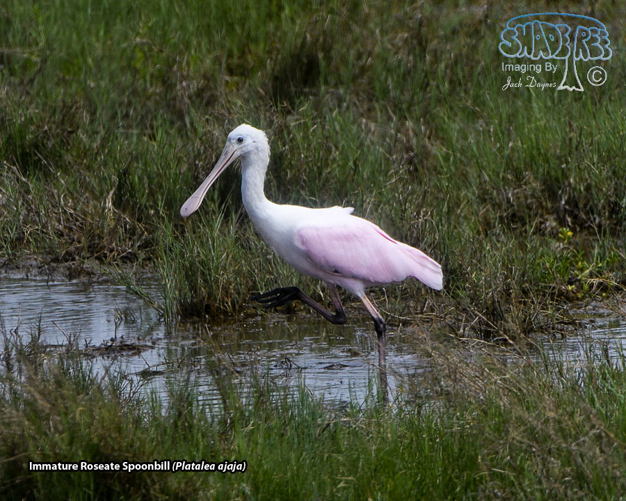 Roseate Spoonbill - Platalea ajaja