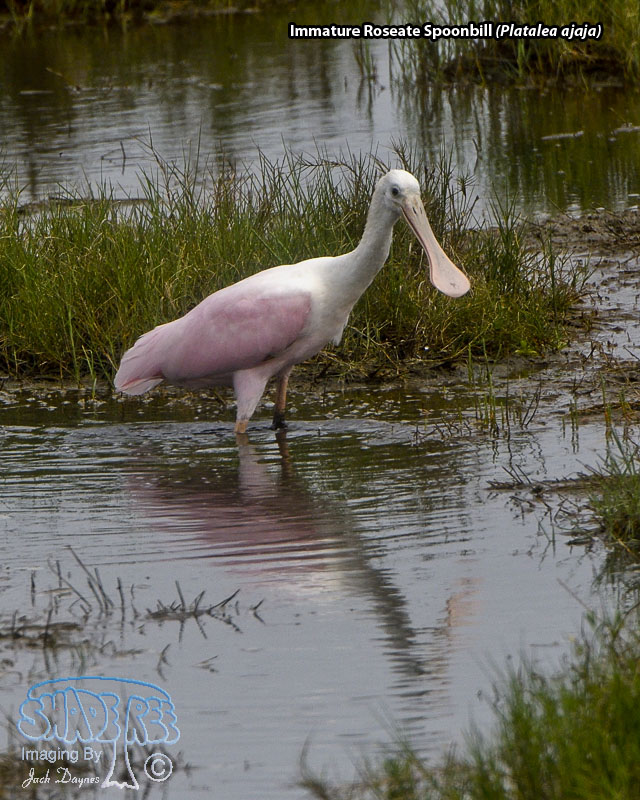 Roseate Spoonbill - Platalea ajaja