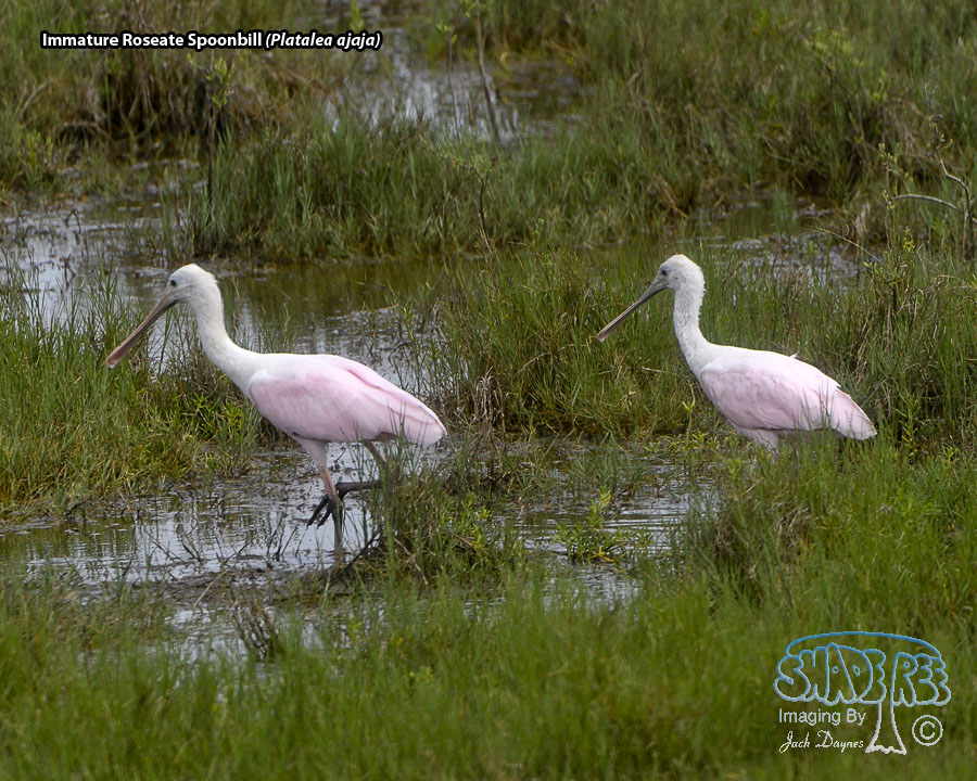 Roseate Spoonbill - Platalea ajaja