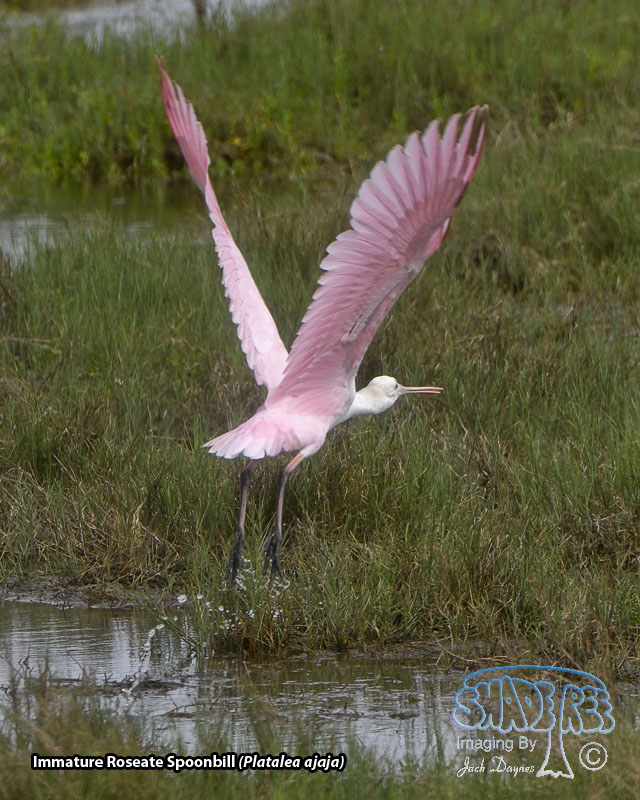 Roseate Spoonbill - Platalea ajaja