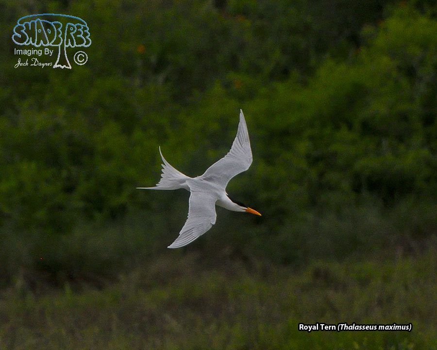 Royal Tern - Thalasseus maximus